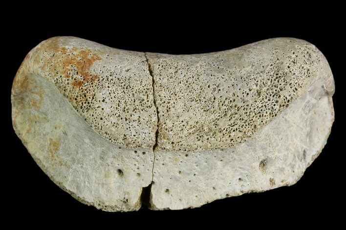 Fossil Hadrosaur Phalange (Toe) Bone - Aguja Formation, Texas #116587